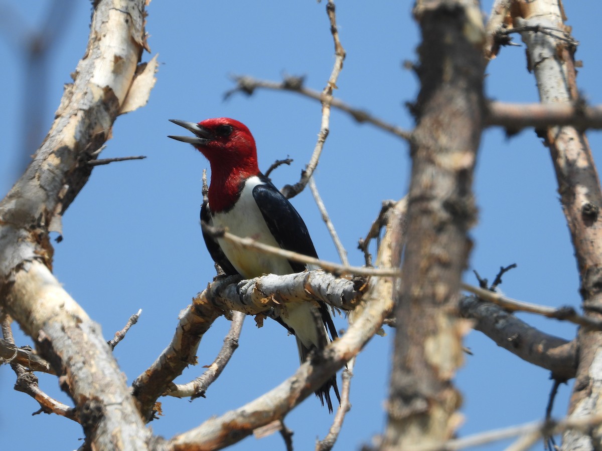 Red-headed Woodpecker - John Hurd