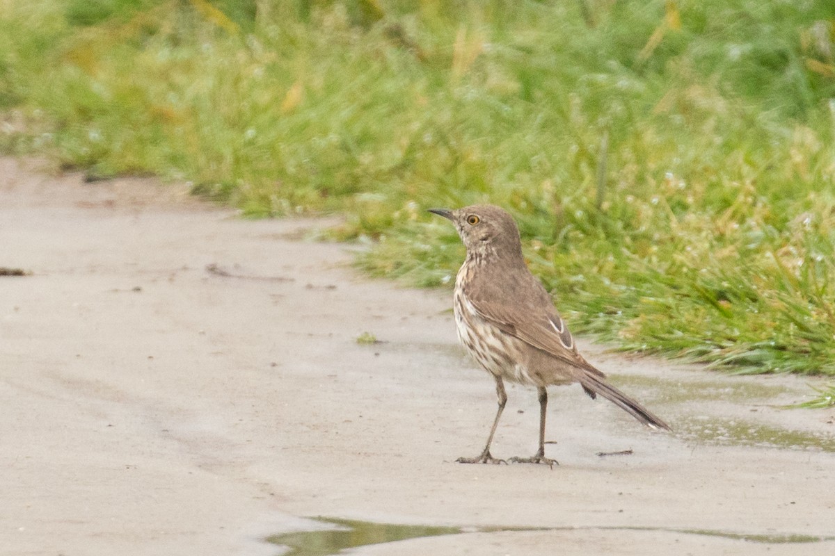 Sage Thrasher - Ilya Povalyaev