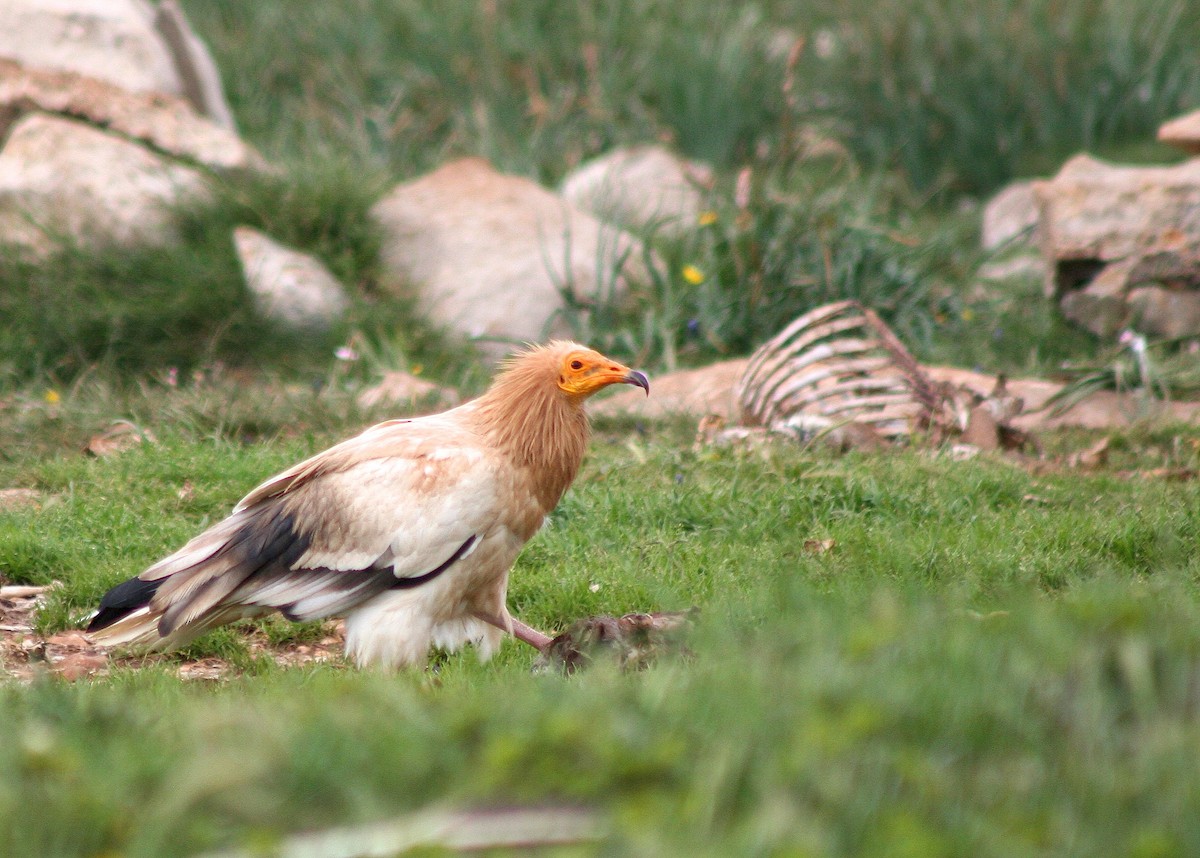 Egyptian Vulture - ML619621316