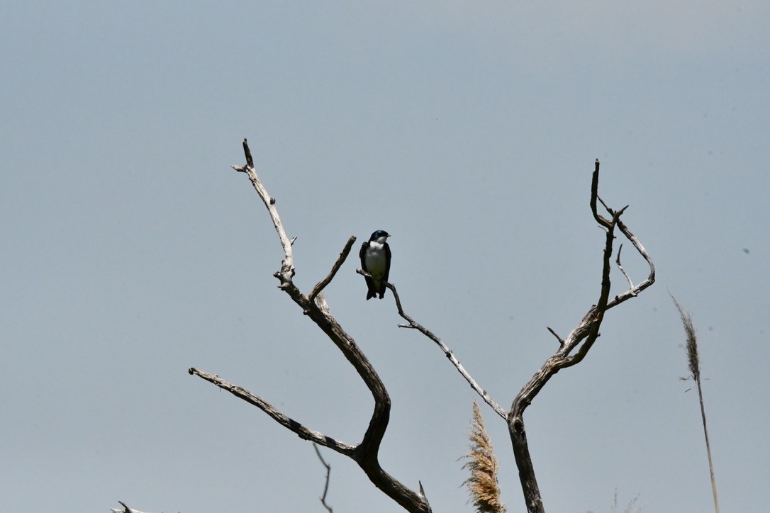 Tree Swallow - ML619621318