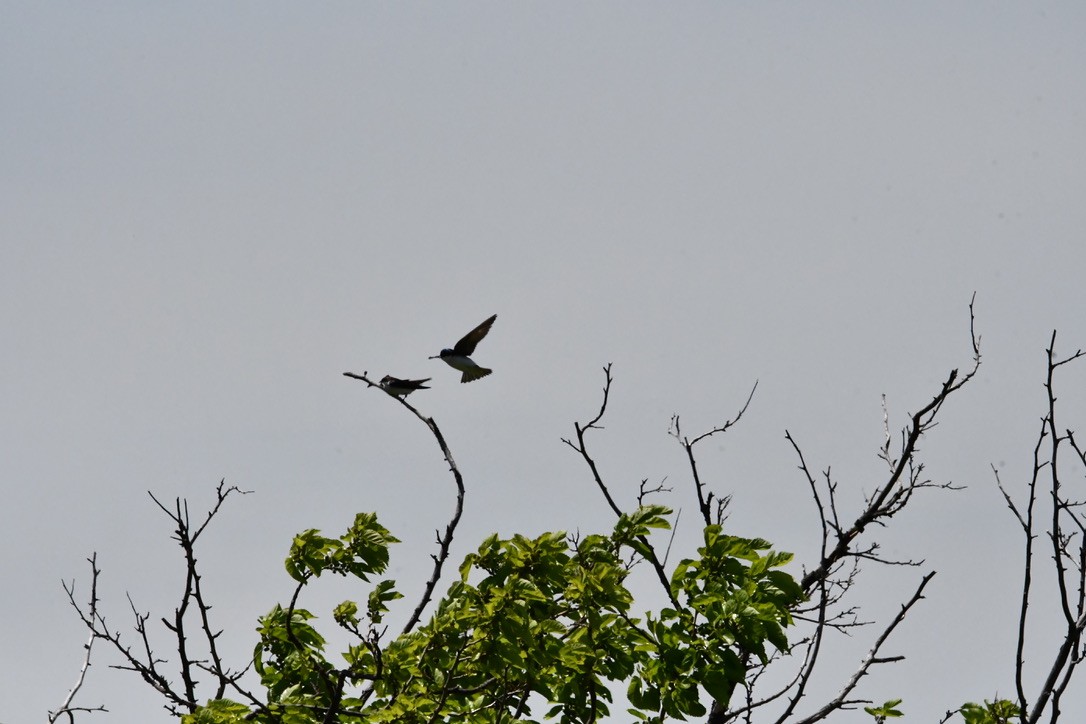 Tree Swallow - Terri Needham