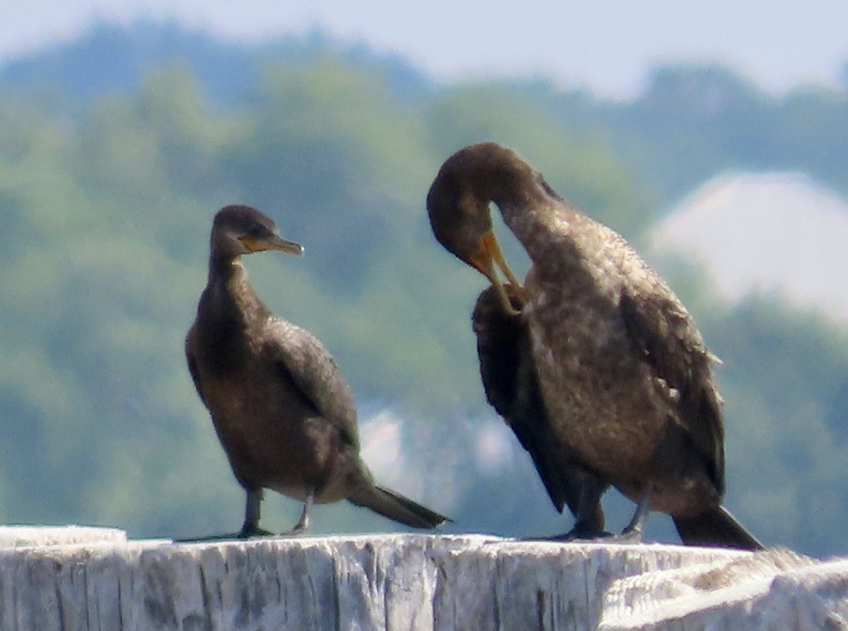 Neotropic Cormorant - Holly Cox