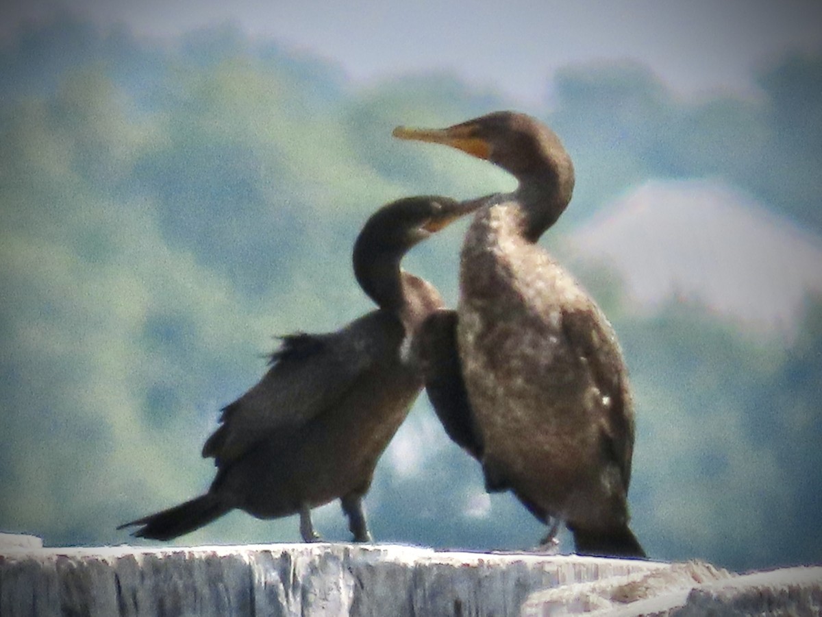 Neotropic Cormorant - Holly Cox