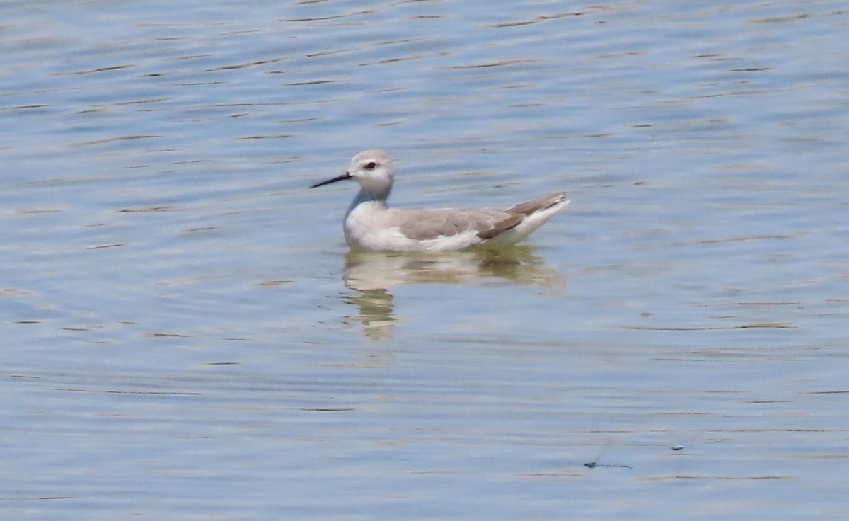 Wilson's Phalarope - Cathy Olson