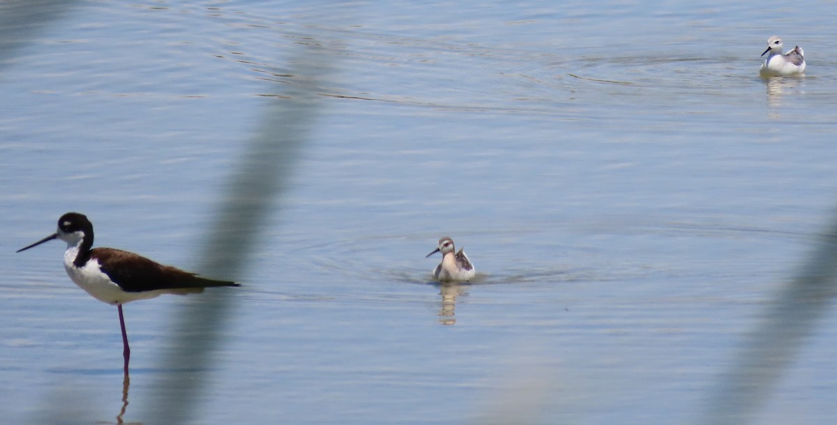 Wilson's Phalarope - ML619621328