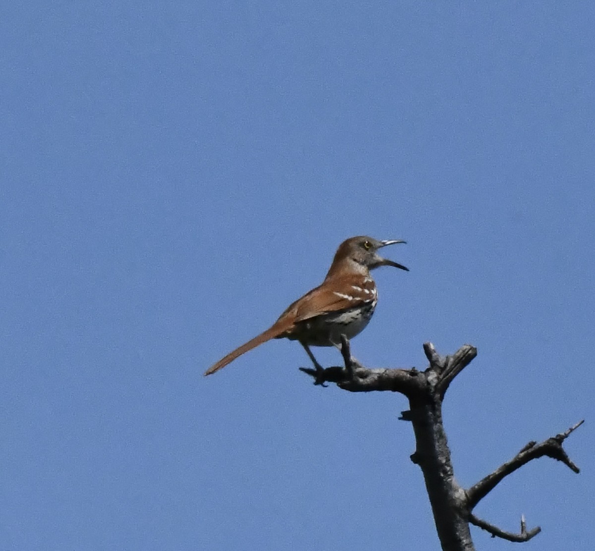 Brown Thrasher - ML619621337