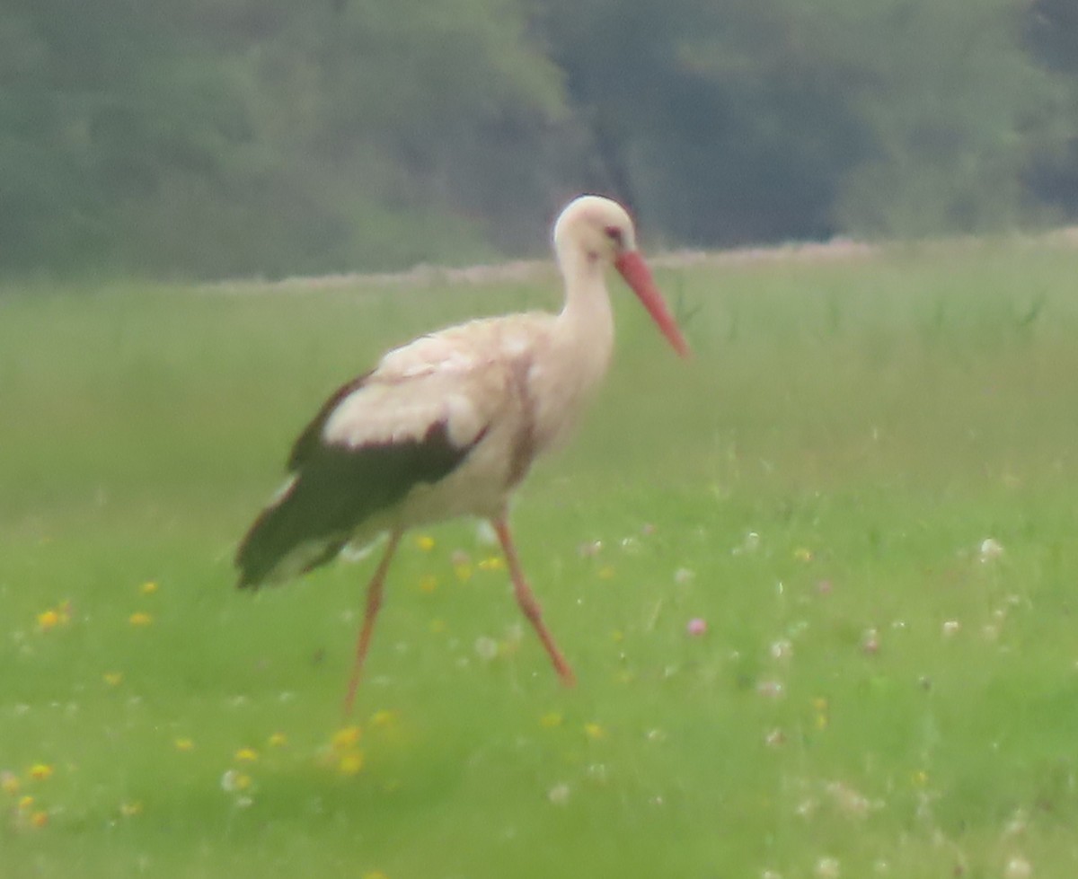 White Stork - Doug Kibbe