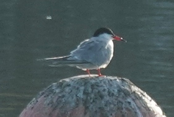 Forster's Tern - Lilian Saul