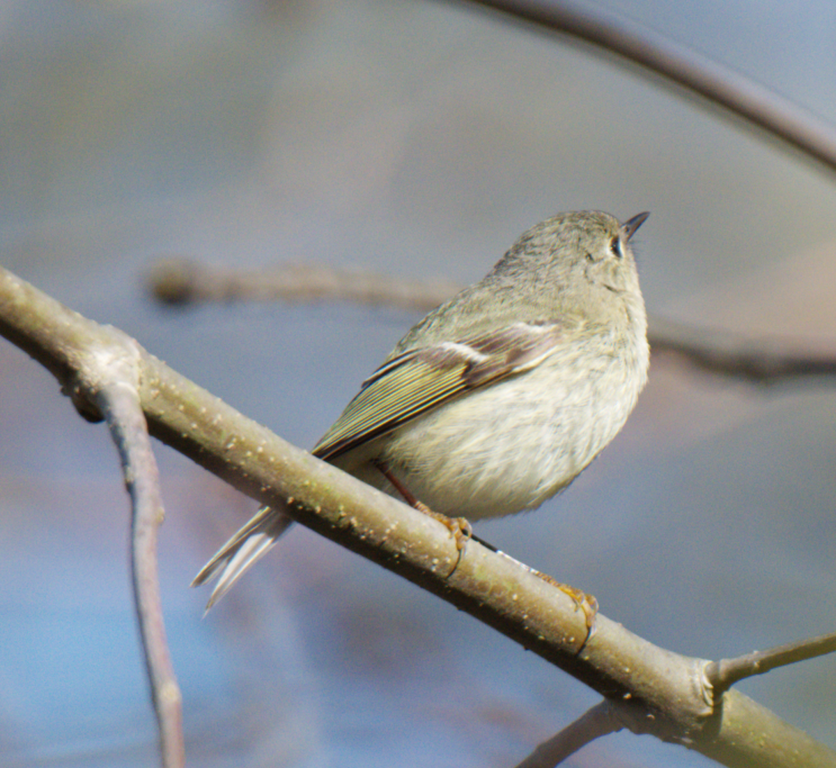 Ruby-crowned Kinglet - Jonathan Collins