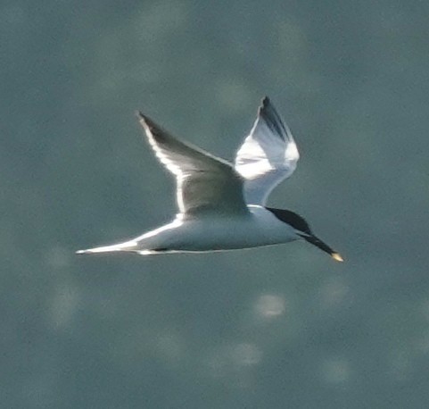 Sandwich Tern - Lilian Saul