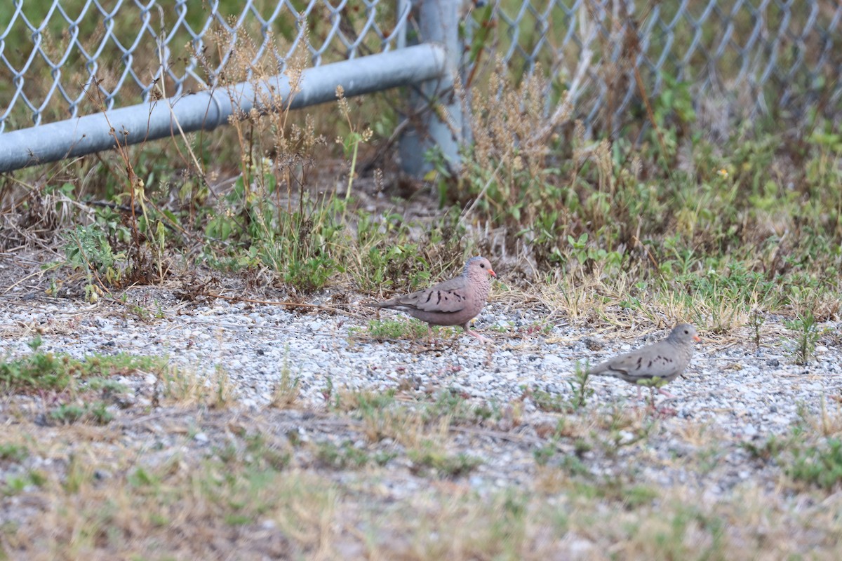 Common Ground Dove - Robert Stewart