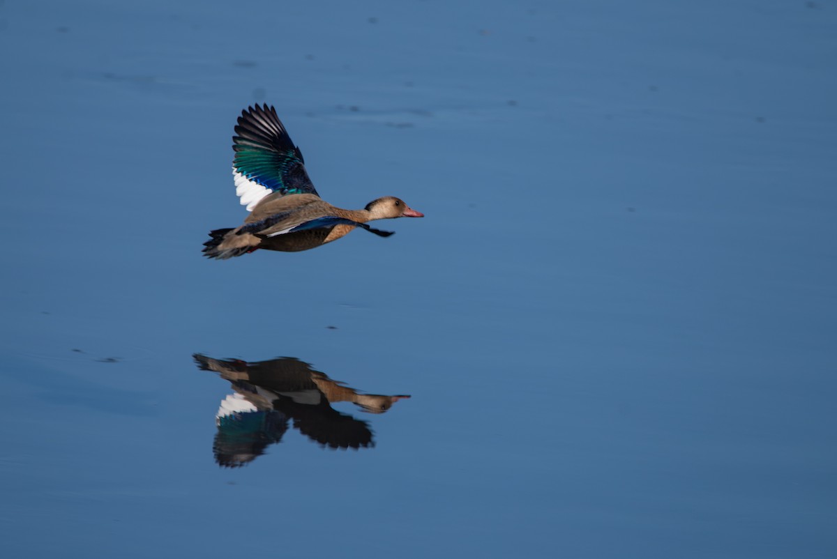 Brazilian Teal - LUCIANO BERNARDES