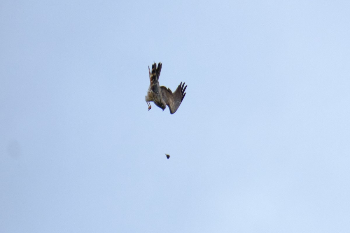 Montagu's Harrier - Bernardo Montoya