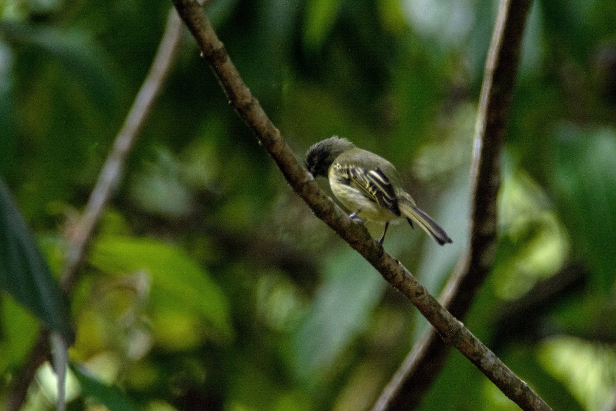 Yellow-olive Flatbill - ML619621363