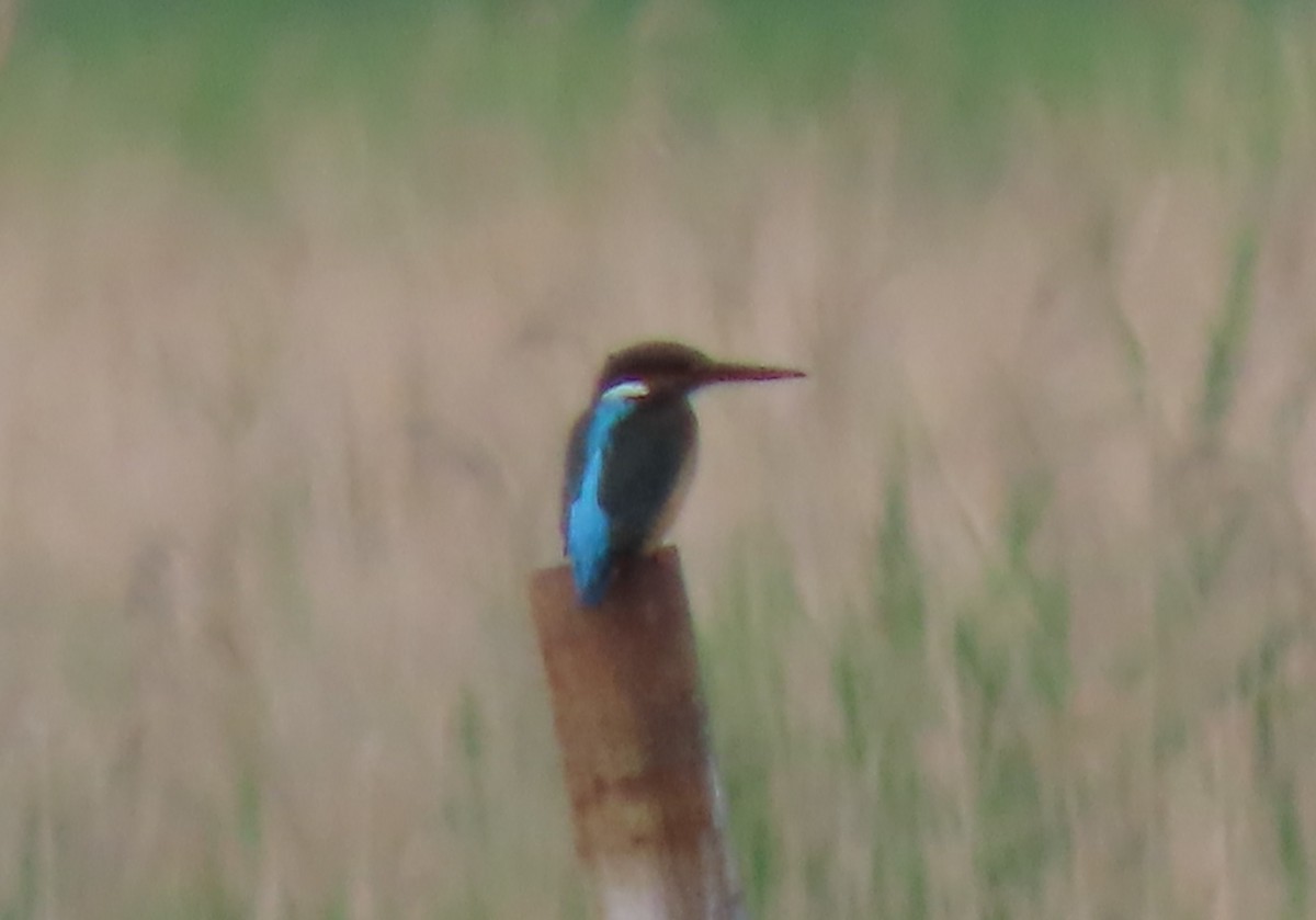 Common Kingfisher - Doug Kibbe