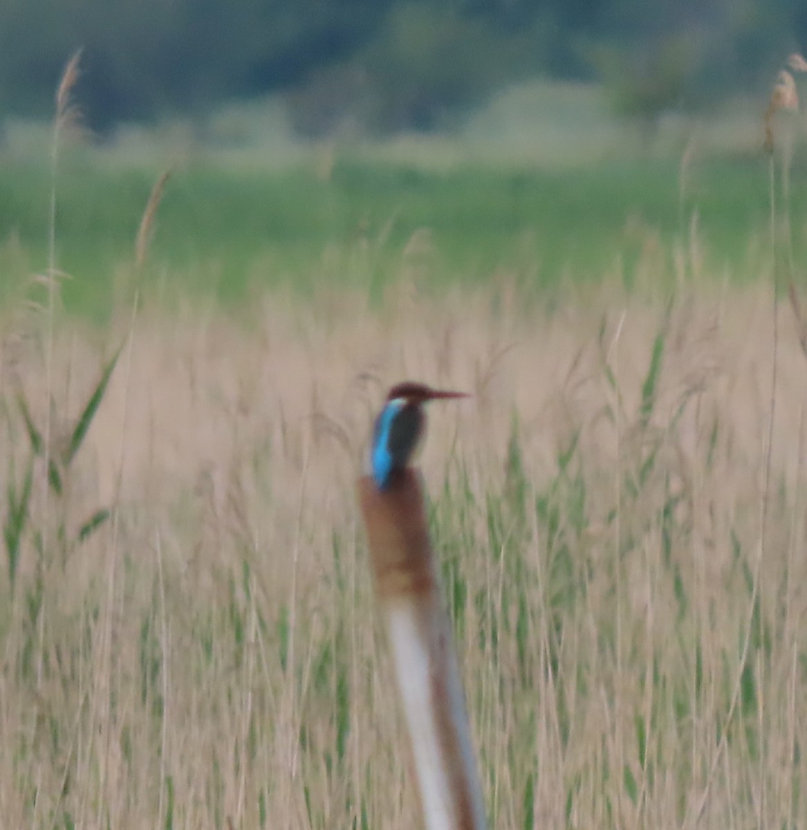 Common Kingfisher - Doug Kibbe