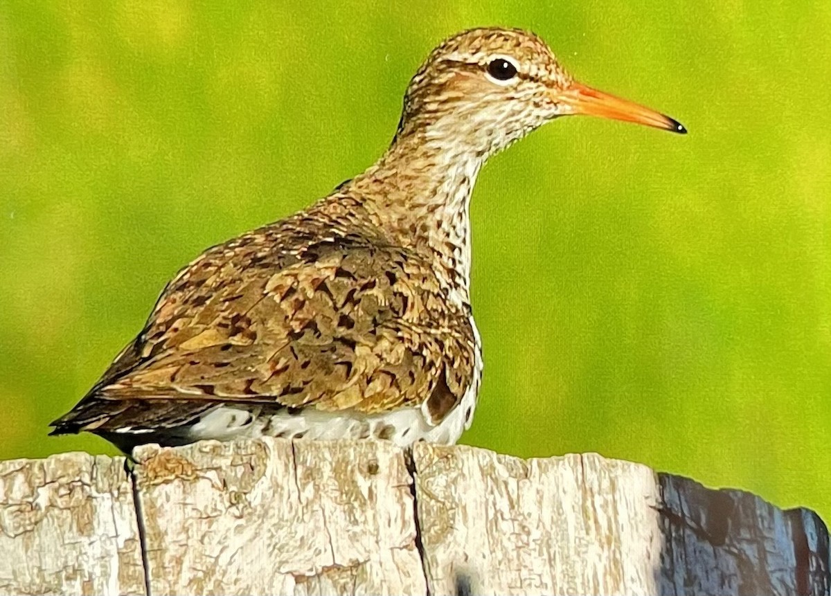 flekksnipe - ML619621370