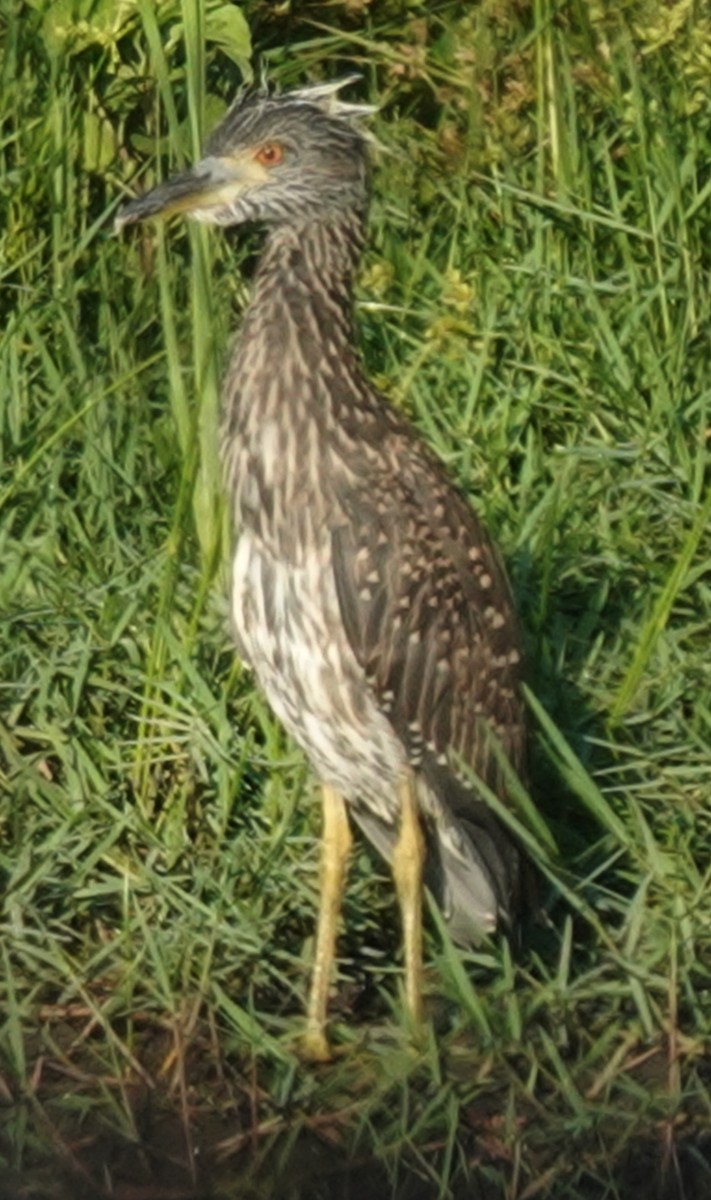 Black-crowned Night Heron - Lilian Saul