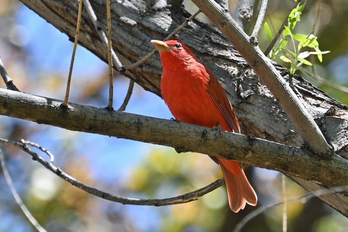 Summer Tanager - Faye Spencer