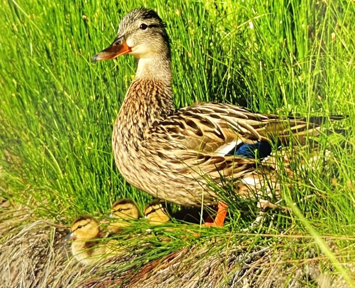 Mallard - ML619621407