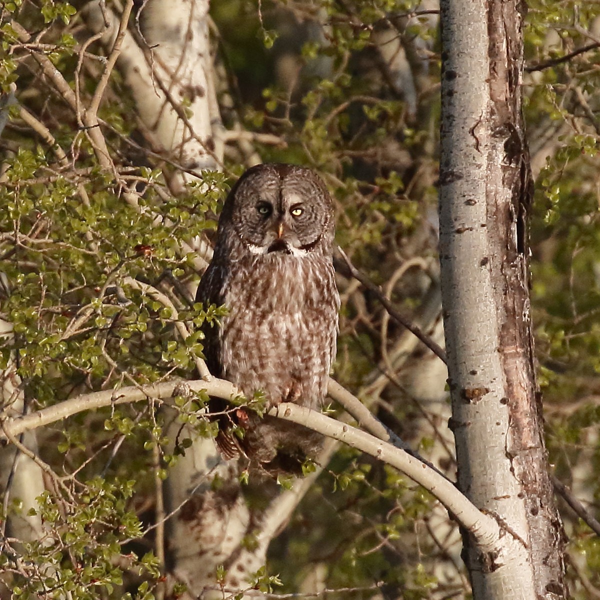 Great Gray Owl - Douglas Faulder