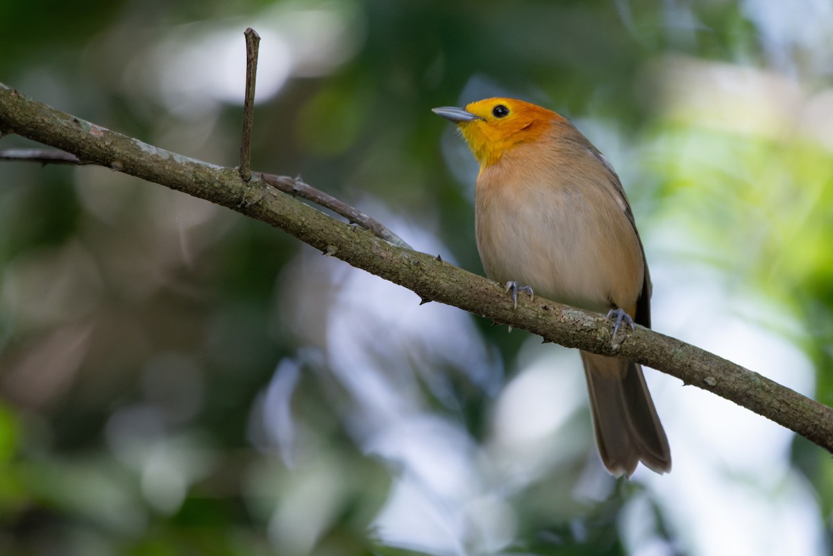 Orange-headed Tanager - ML619621424