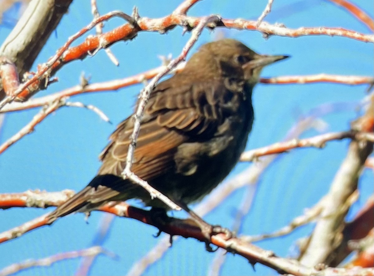 European Starling - ML619621428