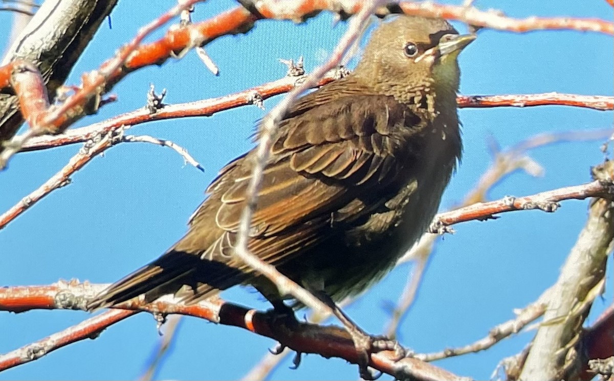 European Starling - ML619621429