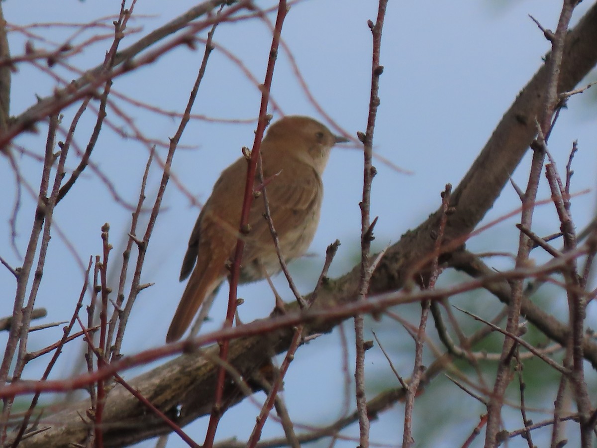 Common Nightingale - ML619621435