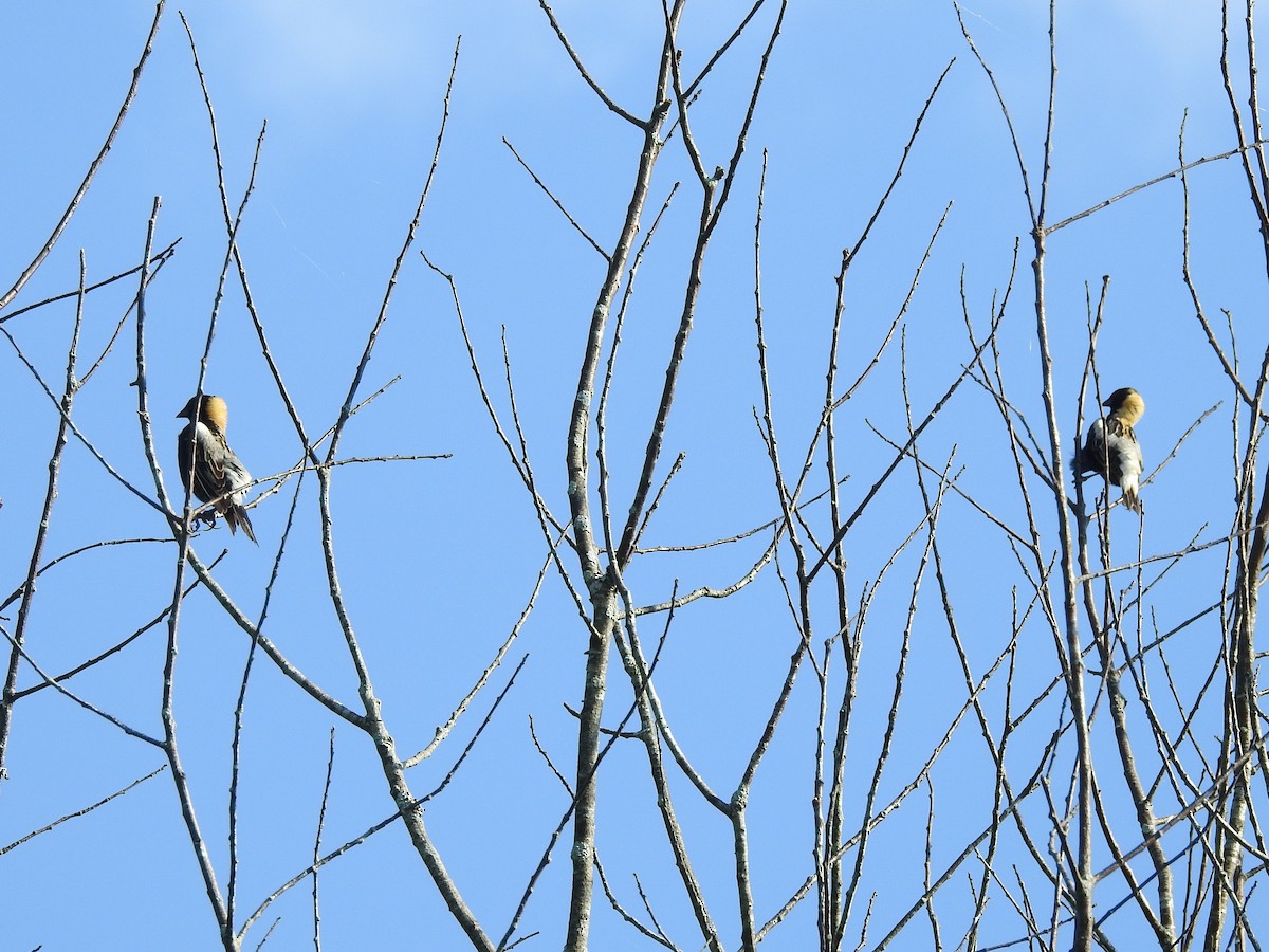 bobolink americký - ML619621438