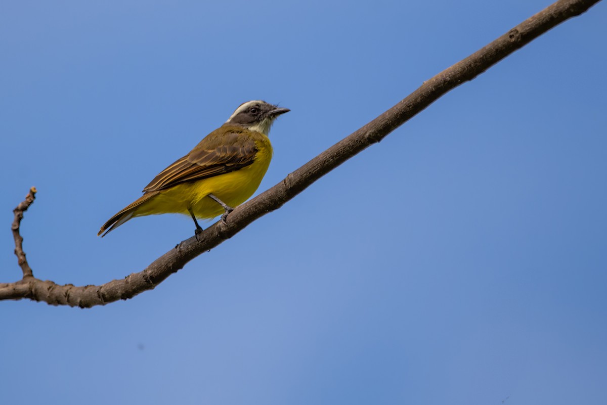 Social Flycatcher - LUCIANO BERNARDES