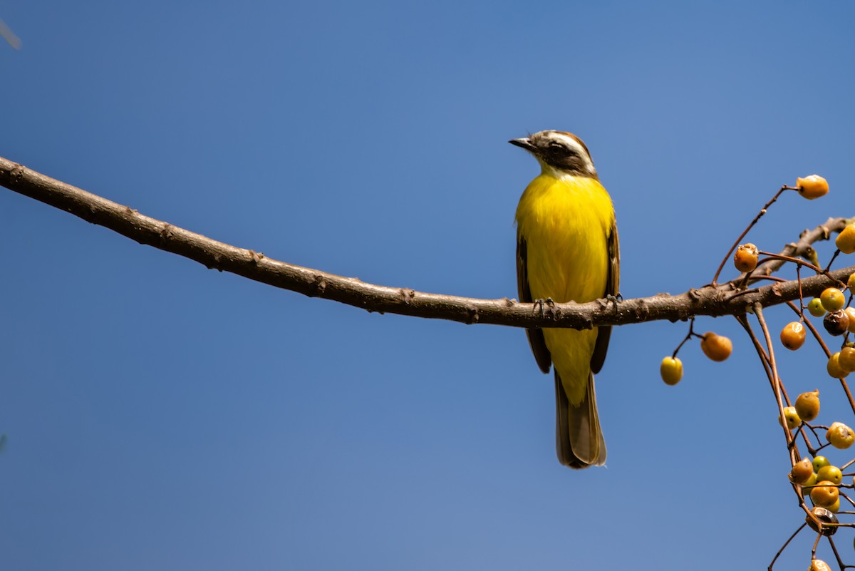 Social Flycatcher - LUCIANO BERNARDES