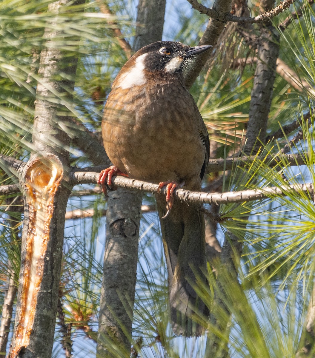 Black-faced Laughingthrush - James Moore (Maryland)