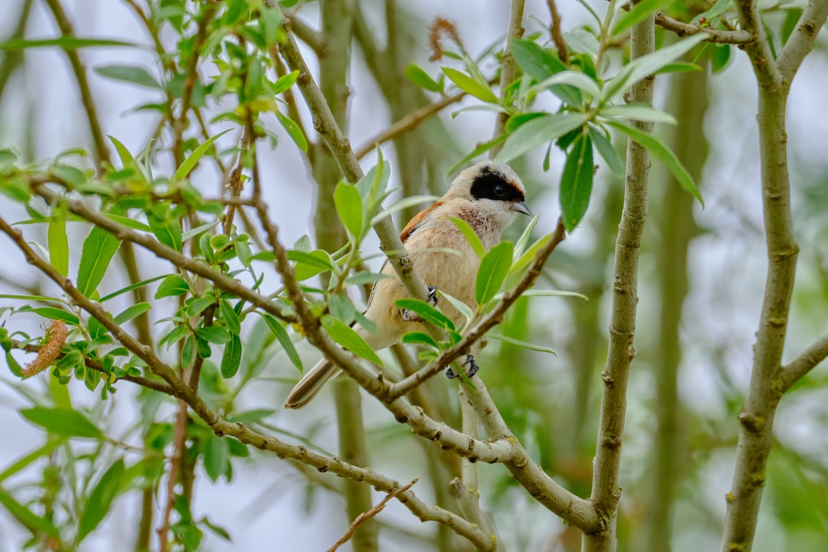 Eurasian Penduline-Tit - Bernardo Montoya