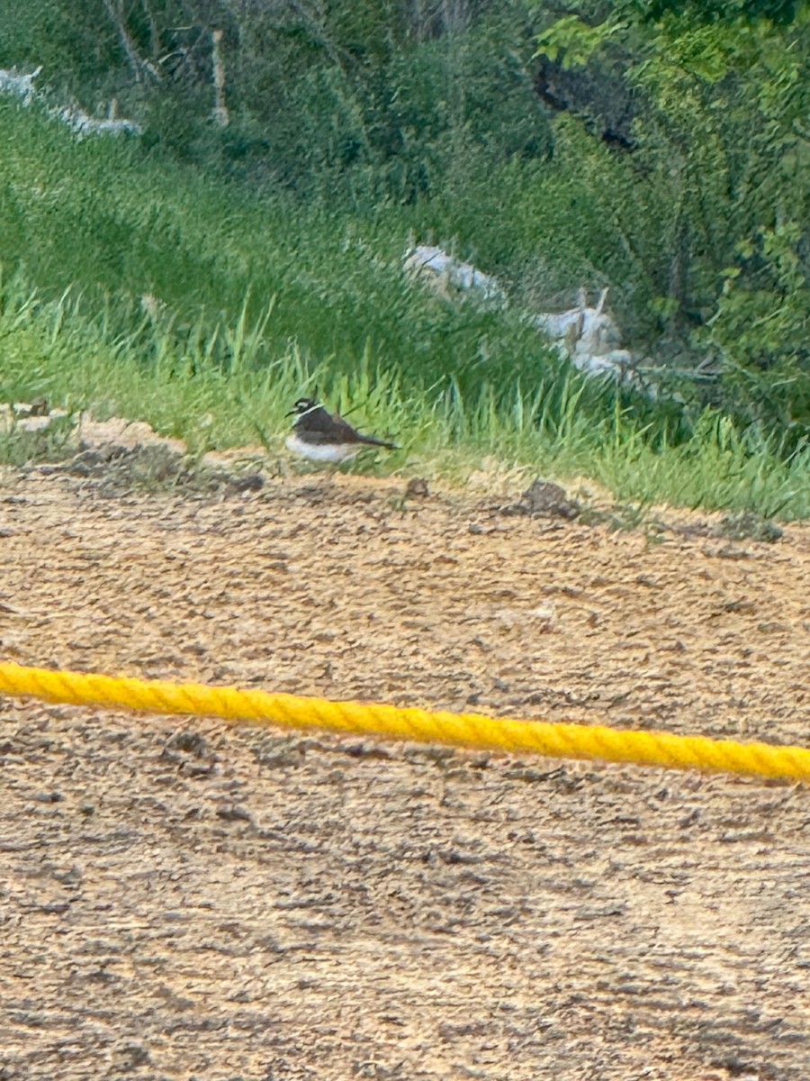 Killdeer - Matt Fowler