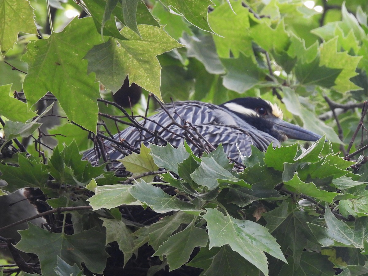 Yellow-crowned Night Heron - Patricia and Richard Williams