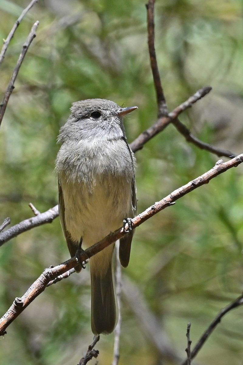 Western Wood-Pewee - Faye Spencer