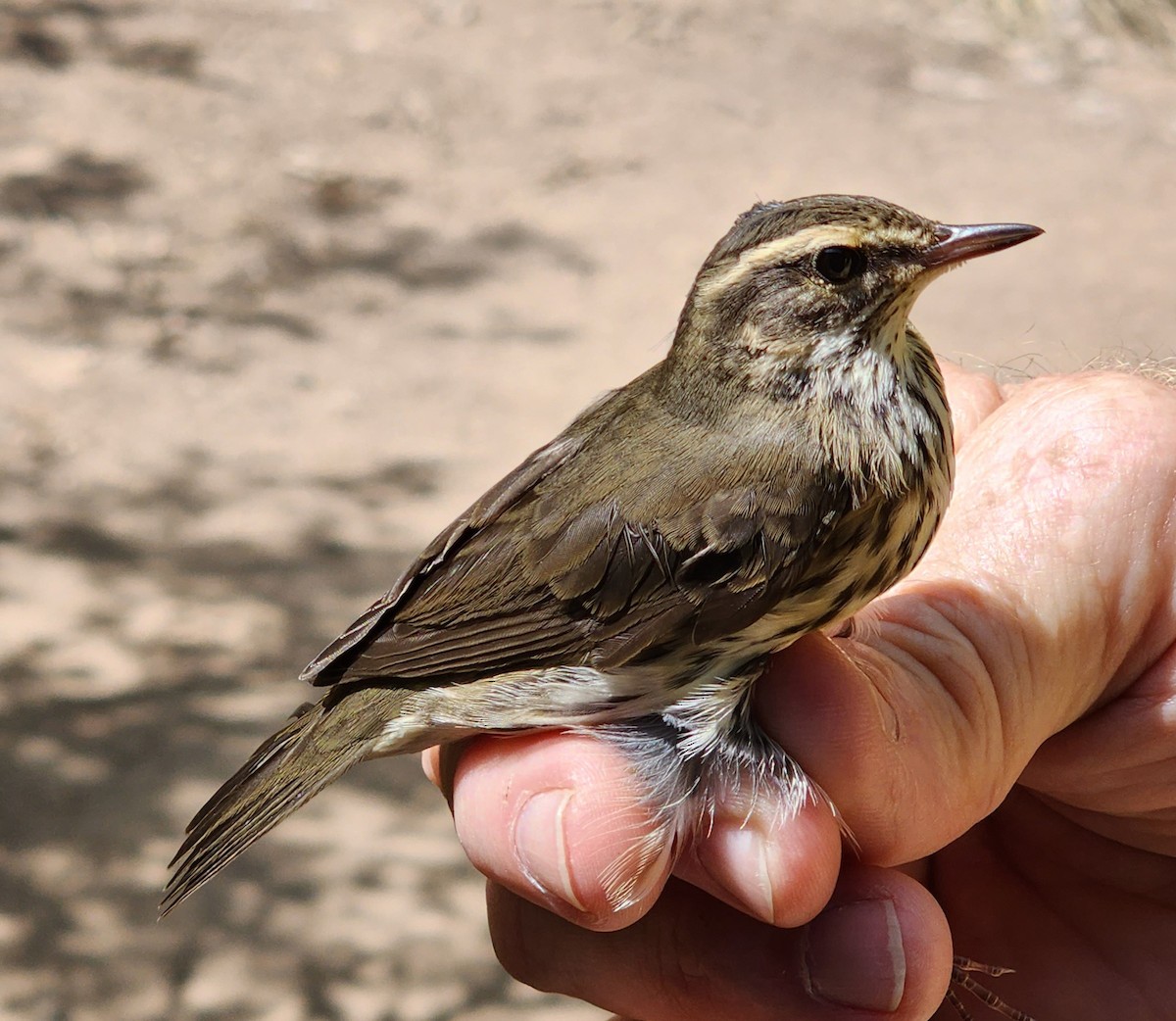 Northern Waterthrush - Nancy Cox