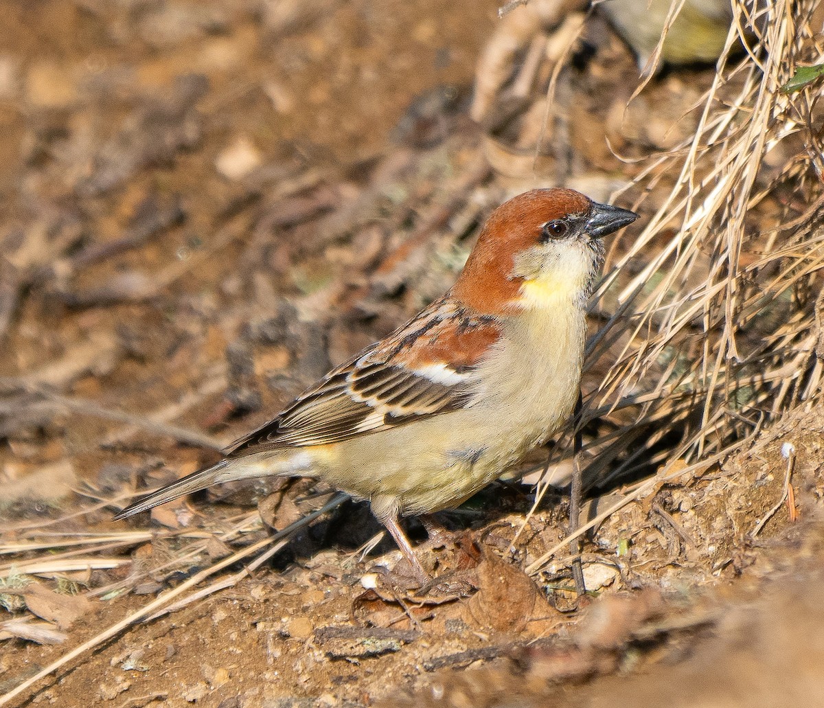Russet Sparrow - James Moore (Maryland)