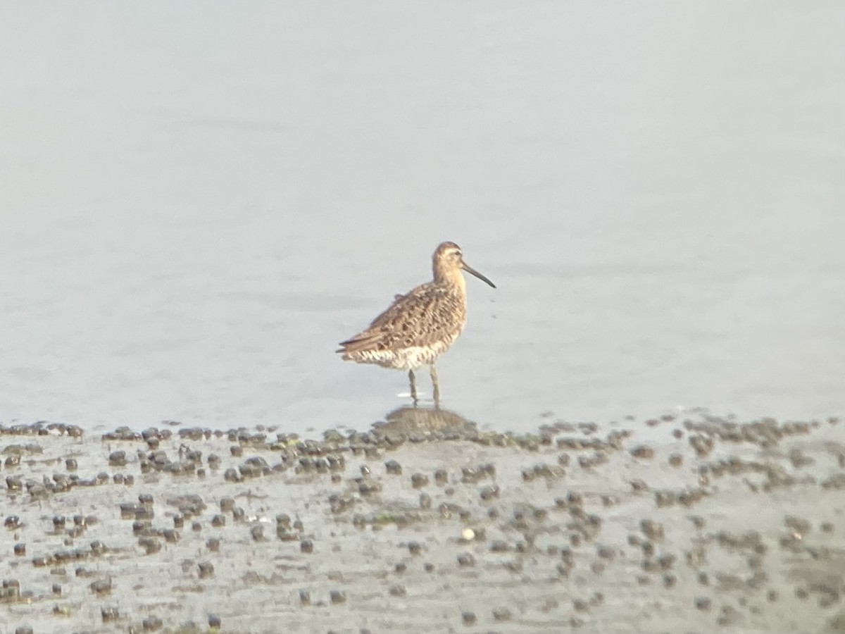 Short-billed Dowitcher - James Purcell