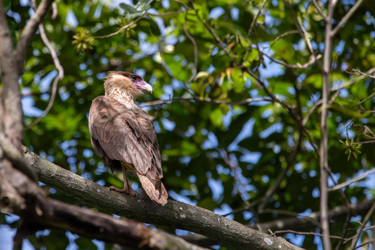 Caracara Carancho - ML619621476