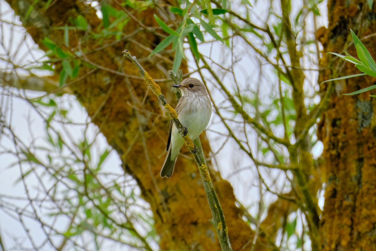 Spotted Flycatcher - Bernardo Montoya