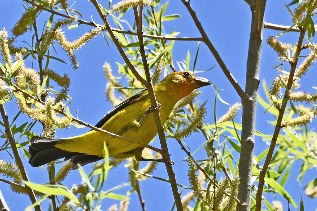 Western Tanager - Faye Spencer