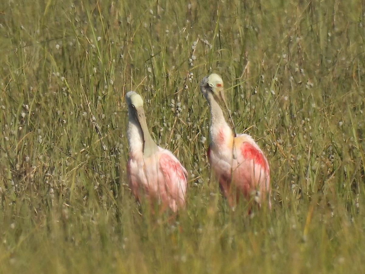 Roseate Spoonbill - ML619621480