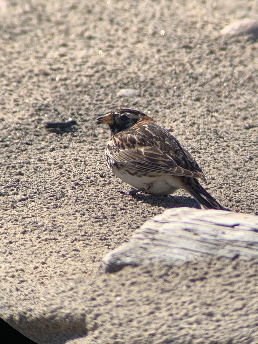 Lapland Longspur - Dalton Rose