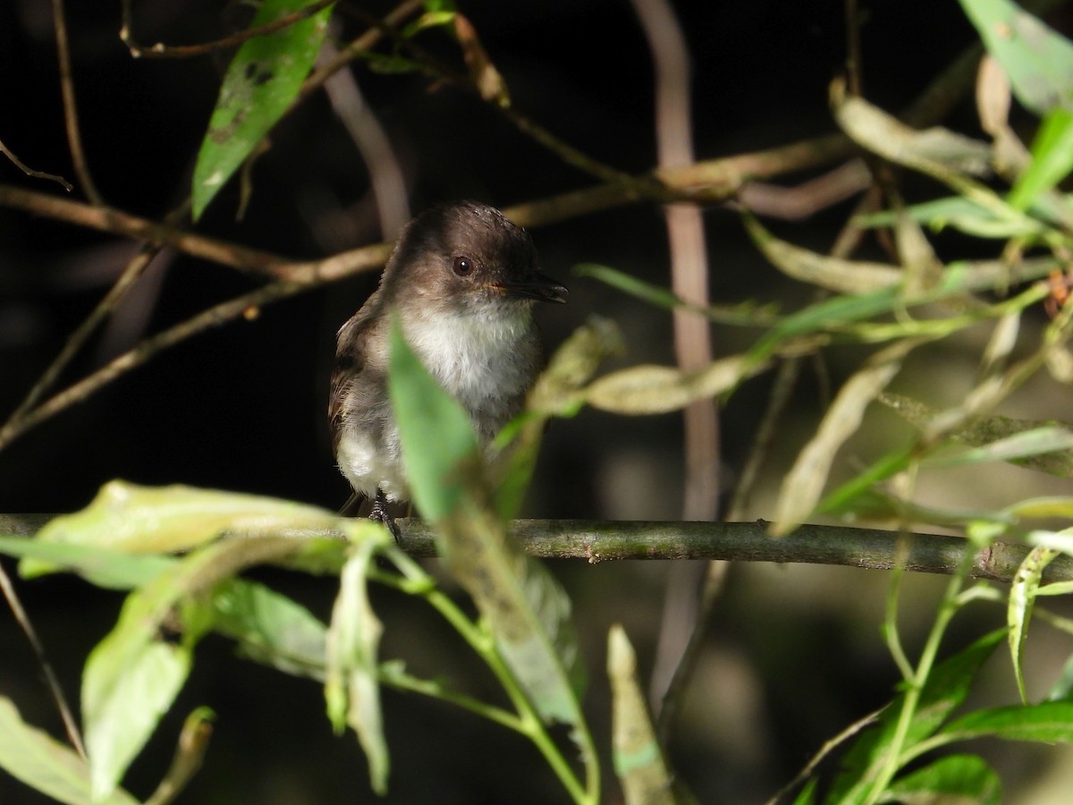 Eastern Phoebe - Angela Frohring