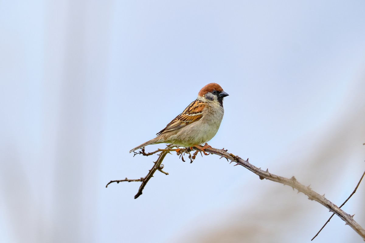 Eurasian Tree Sparrow - Bernardo Montoya