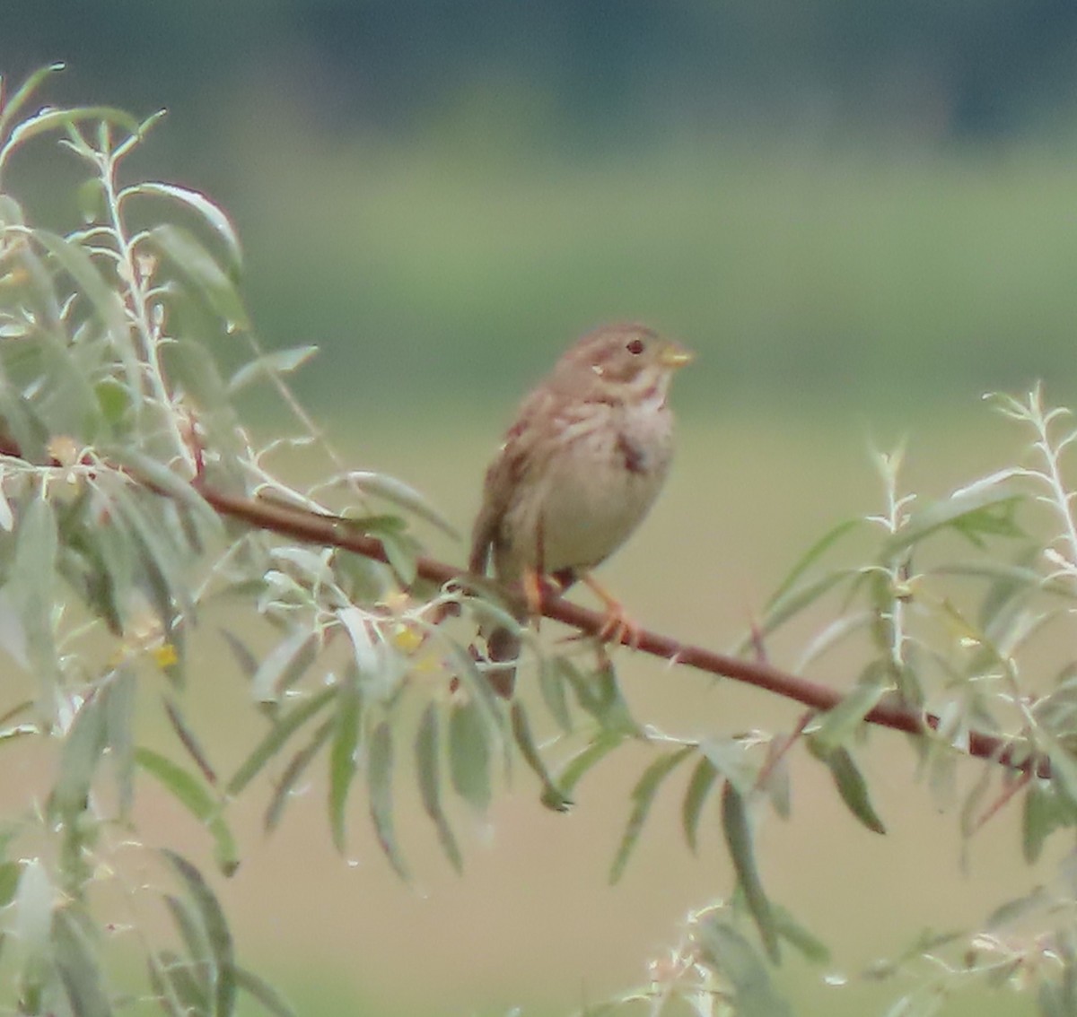 Corn Bunting - ML619621503