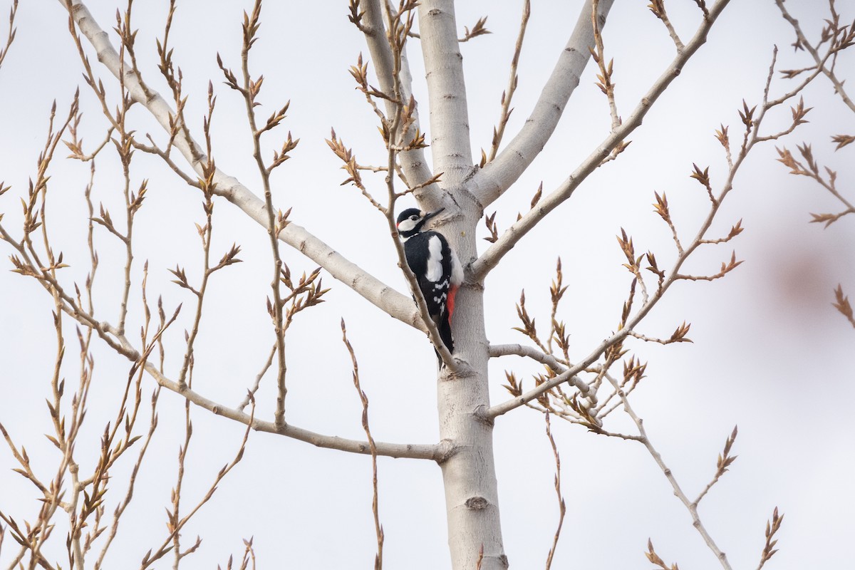 Great Spotted Woodpecker - Sara Molina