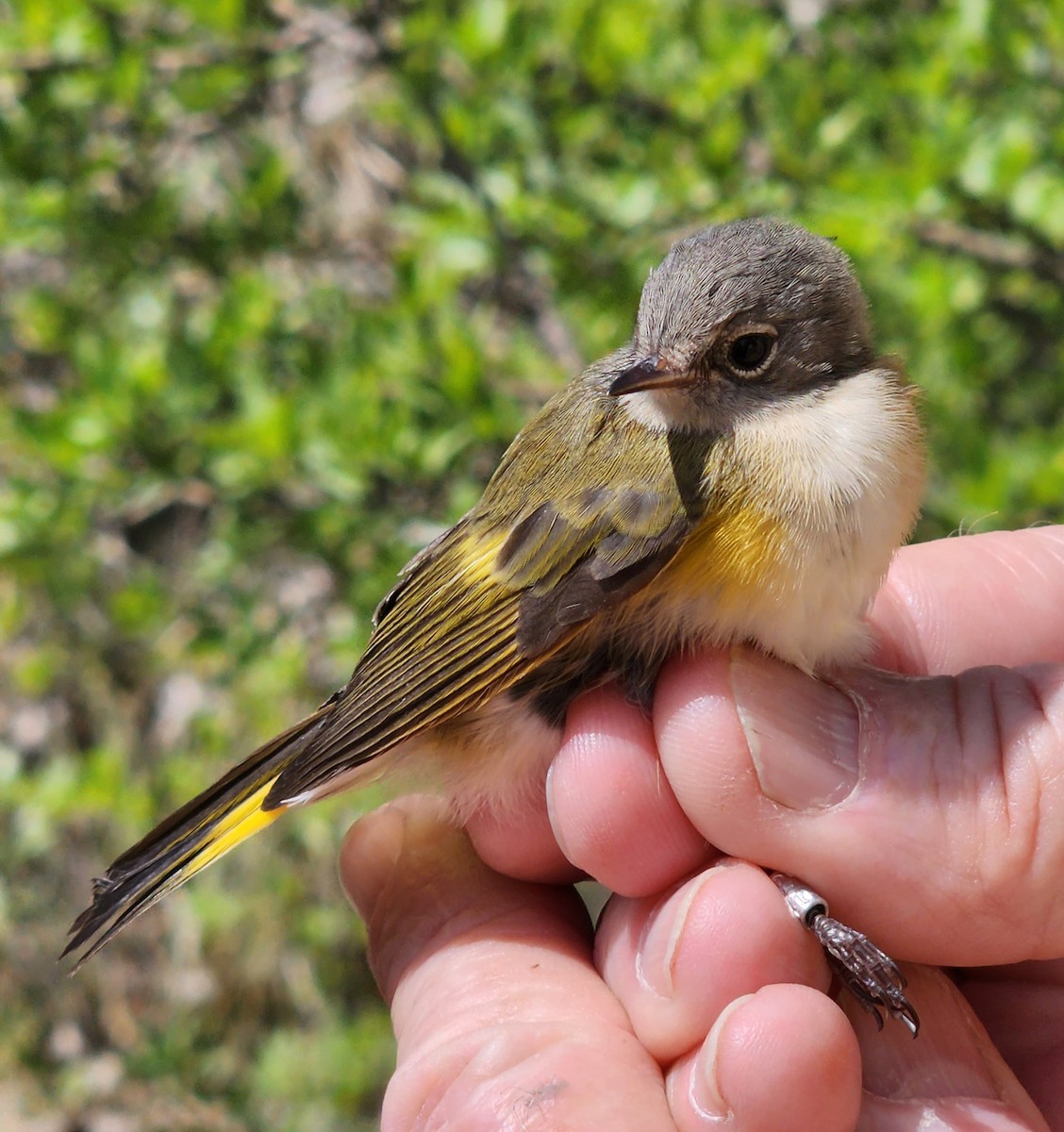 American Redstart - Nancy Cox